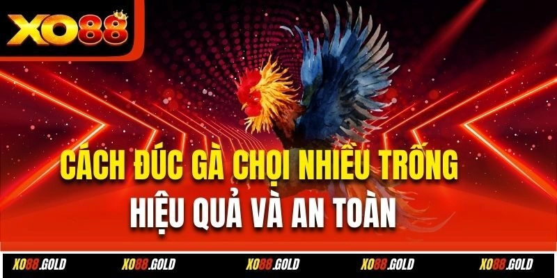 Cách Đúc Gà Chọi Nhiều Trống Hiệu Quả Và An Toàn
