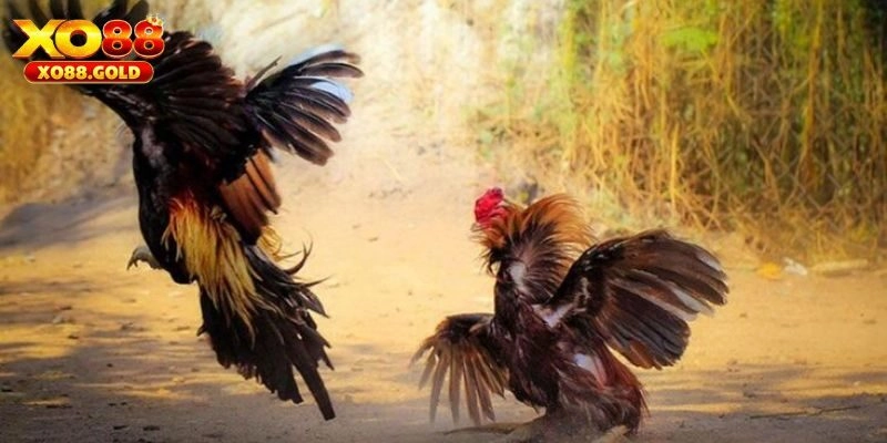 Những lý do nên theo dõi đá gà C2 tại XO88
