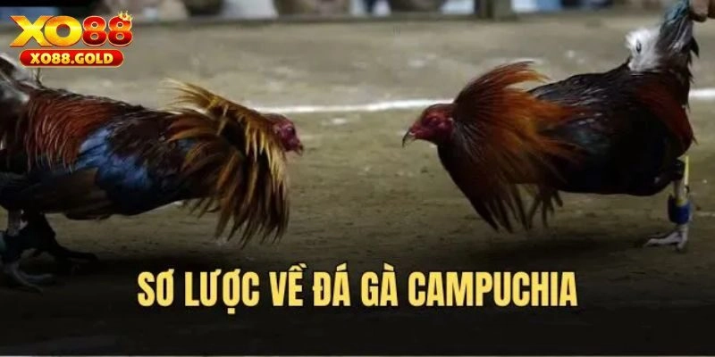 Đá gà Campuchia là gì?