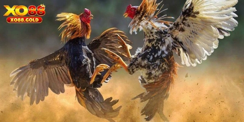 Tổng hợp các hình thức Trực tiếp đá gà ăn khách nhất