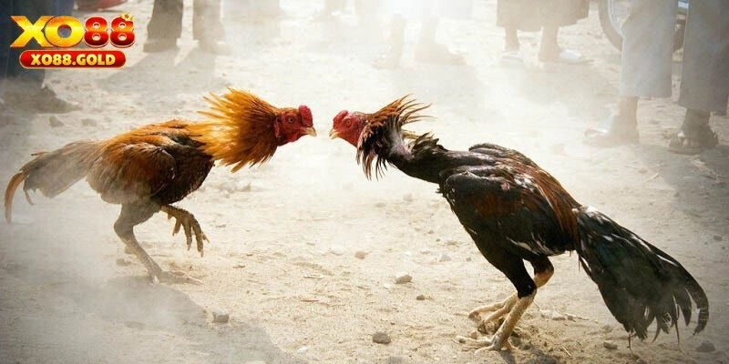 Trực tiếp đá gà và thông tin chung