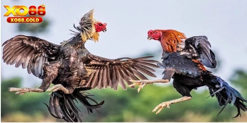 Hướng dẫn quy trình xem và chơi cược đá gà tre