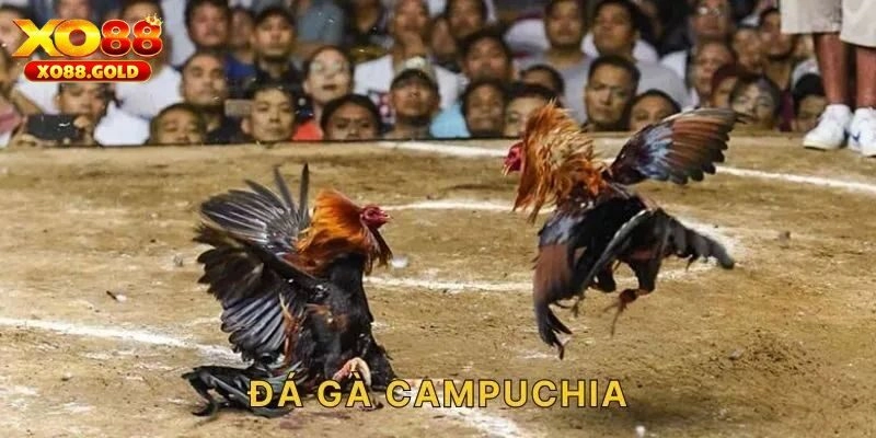 Đá Gà Campuchia Hôm Nay: Cập Nhật Đầy Đủ Các Kèo Cược Hay