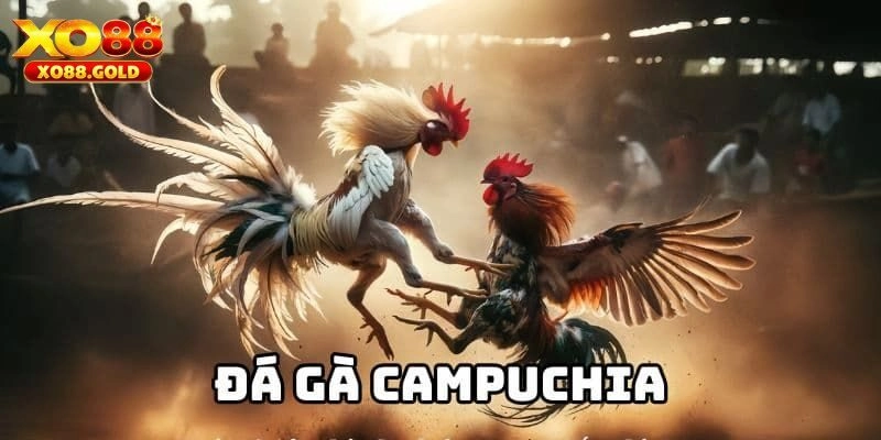 Khám phá các hình thức đá gà Campuchia hôm nay